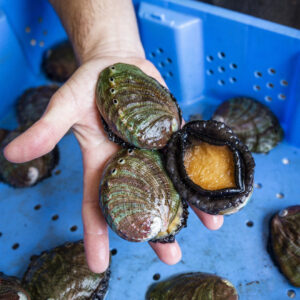 “Demi” Large Abalone